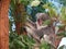 Sleeping Koala Bear on Eucaliptus Tree