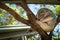 Sleeping Koala bear on eucalyptus tree in Sydney, Australia