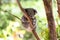Sleeping koala on eucalyptus tree, sunlight