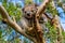 Sleeping koala on the Great Ocean Road, Australia