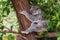 Sleeping Koala - A Landmark of the Rainforest, Kuranda, Queensland, Australia