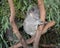 Sleeping koala sitting on an eucalyptus tree branch