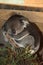 Sleeping Koala uses paw as pillow
