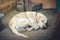 Sleeping Labrador dog on the ground.