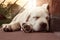 Sleeping Labrador dog puppy leaning on a wall at sunset