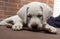 Sleeping Labrador dog puppy leaning on a wall at sunset