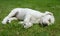 Sleeping Labrador dog puppy leaning on a wall at sunset