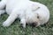 Sleeping labrador puppies on green grass