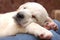 Sleeping Labrador puppy