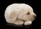 Sleeping Labrador puppy dog