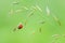 Sleeping Ladybird in grass at dusk - closeup