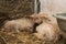 Sleeping lambs