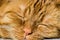 Sleeping large orange cat
