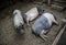 Sleeping lazy pigs in farm