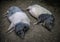 Sleeping lazy pigs in farm