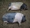 Sleeping lazy pigs in farm