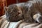 Sleeping lazy scottish fold cat in his bed. Toned