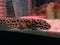 Sleeping Leopard Gecko