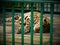 A Sleeping Leopard inside a Cage