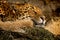 Sleeping Leopard on a stone cliff resting in peace