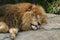 Sleeping lion