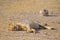 Sleeping lion, amboseli national park, kenya