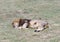 Sleeping lion,Safari Park Taigan (lions Park), Crimea.