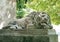 Sleeping lion sculpture