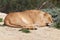 Sleeping lioness