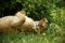 Sleeping lioness in the bushes w Amboseli