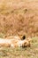 Sleeping lioness in the savannah. Kenya, Africa