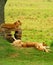 Sleeping lions