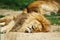 Sleeping lions