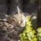 Sleeping Lynx in Sunny Day