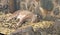 Sleeping lynx in a zoo. Wild cat resting in cage.