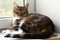 Sleeping mackerel tabby cat lying on the windowsill