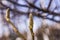 Sleeping Magnolia bud on the branch of a tree in winter. Spring is coming