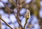 Sleeping Magnolia bud on the branch of a tree in winter. Spring is coming