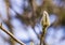 Sleeping Magnolia bud on the branch of a tree in winter. Spring is coming