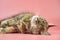 Sleeping Maine Coon tortoiseshell cat