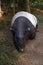 Sleeping Malayan Tapirs Tapirus Indicus.