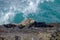 Sleeping marine iguana on Galapagos shoreline