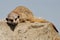 Sleeping meerkat