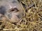 Sleeping mottled and pink piglet in the straw