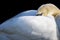 Sleeping mute swan Cygnus olor puts his head under the wings, copy space