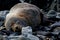 Sleeping New Zealand fur seal