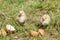 Sleeping newborn chickens around the shell.