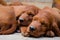 Sleeping newborn small puppy of irish setter