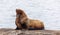 Sleeping north sea lion