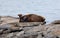 Sleeping north sea lion